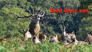 Cervus elaphus, Red deer stag rut call, Red stag roaring, 4k