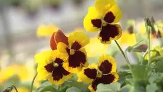 Pansies - Southern Gardening TV - October 9, 2013