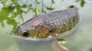 The Secret to Daily Life Fishing Success in Rainy Weather