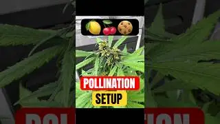 🌸 Lemon Cherry Cookies Auto 🧬 Pollination Setup 🌸