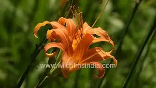 Orange Daylily in bloom : Relaxing birdsong and nature sounds