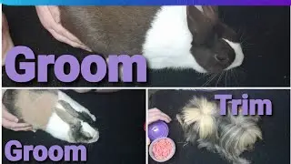 Grooming The Bunnies And Trimming Our Peruvian Guinea Pig.