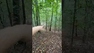 Pre Rut hunting access & scouting part:1 #bobbyworthington#mobilehunting #publicland #huntlikeawolf