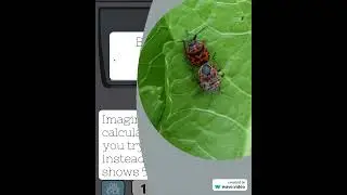 What is a Bug | Tech Explainer