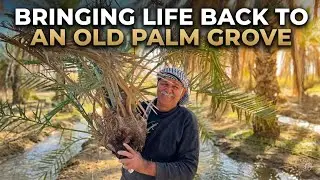 Bringing Life Back to an Old Palm Grove