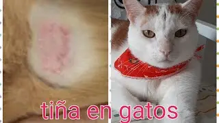 ¿Cómo curar la tiña en Gatos 🐱? Remedio casero # hongos #gatosenfermos # FULLMASCOTAS