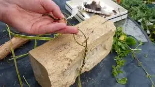 Traditional witchcraft: Making a witch's ladder with nettle cordage