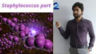 Staphylococcus | Morphology of Staph aureus and its antigen structure part 2 (By Abhishek sir)