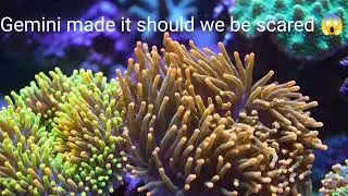 Just reefing around | Gemini torch coral 🪸 by Ai #Ai #short 