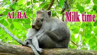 What a lucky little monkey ALBA gets milk from mum every day, unlike she was baby!