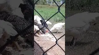 Chicken7 #hen #blackchicken #roosters #rooster #roosterlove #chickenlover #pet #pets