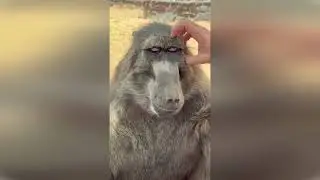 Funniest Pets Ever &ndash; Cute Moments & Pet Antics Compilation