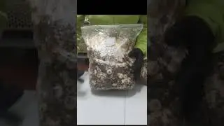 Cuando sacar el sustrato de shiitake de la bolsa  #mushroom #cultivopasoapaso #hongos