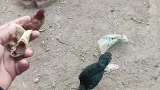 Daily Hen Care Routine for Strong & Beautiful Hens #hens #farming #cat #chicken #animals #pets #cute