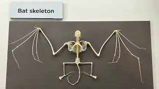 Bat specimens, bug specimens, bat skeleton and bat wing bones