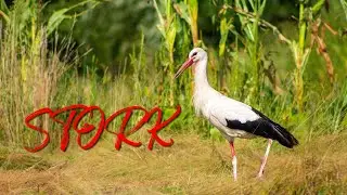 How Stork Sounds | White stork sounds from