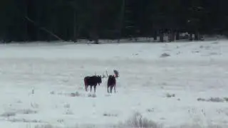 Yellowstone Moose Joust - a Really Big Bull