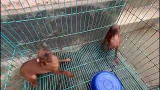 Minpin puppy 