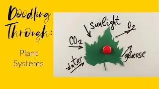 Doodling Through Plant Systems: CC Cycle 1 Week 12 Science Foundations Supplement