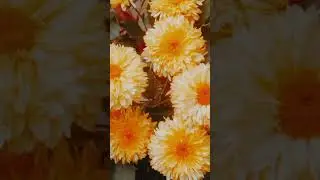 beautiful flowers video 🌹🌹🌹#art #viral #flowers #artsong