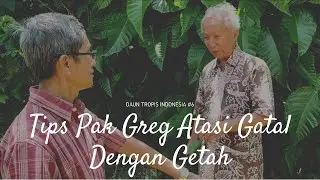 Tahu Manfaat Getah Pepaya, Tidak Usaha Khawatir di Gigit Serangga dan Tanaman 