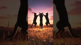 cats happily dancing in the sunrise. #cats #dancing #sun #sunrise #clouds #beautiful #viralvideo #67