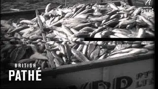 Salmon Canning In Australia (1948)