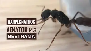 Harpegnathos venator из Вьетнама. Распаковка и заселение.