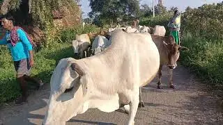 Cow Song And  Low  Cow Moo | Bullock Lovers