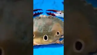Big Sea 🦀 Crab||looking wonderful 😗🥰 #india #viral #fishing