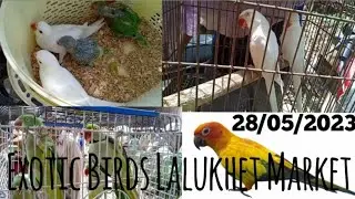 Exotic Birds And Parrots 🦜 Lalukhet Birds Market 28/05/2023