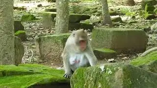 Monkey 🐒 mating💞