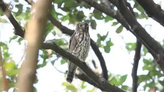 Brown hawk-owl