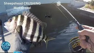 Sheepshead Fish Crushing Mud Crabs