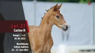 Fohlen-Auktion Lot 27 Carino H Hengst v. Captain Meyer - Principal Boy