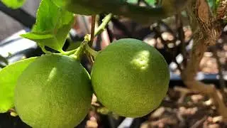 The Results of Hand Pollinating Mexican Key Lime Trees and Improved Meyer Lemon Trees.