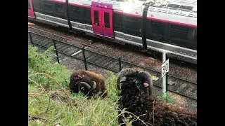 Des moutons pr&egrave;s de Paris Saint-Lazare ? D&eacute;couvrez l'&eacute;co-paturage !