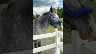 The girls meet dreamy boy #Horses #HorseBarn #HorseBarnWorker #MarcBarnWorker #HorseLovers #horse