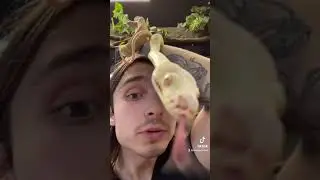 MEET LEMONDROP OUR ALBINO CARPET PYTHON WITH NOAH! I THE REPTARIUM
