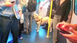 Traintography (Miami Transit Life)