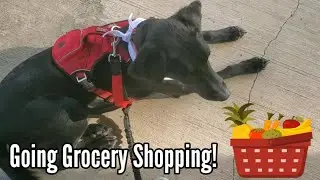 Going Grocery Shopping With My Service Dog Angus!