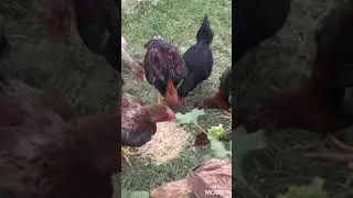 Дакан ( Куланг)