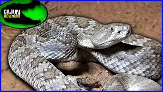 Worlds most VENOMOUS Rattlesnake - Mojave Rattlesnake