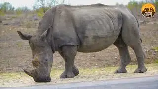 Bharat ke 7 Sabse Balshali Janwar | Strongest Wild Animals | India's 7 Most POWERFUL Wild Animals