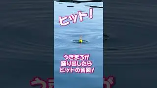 【1分でわかる】ちょい投サビキ🎣 #がまかつ #うきまろ #釣り