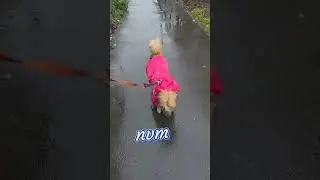 Dog hates rain 🤣🌧🐶 #rainyday #doglife #funnydog #winter #walkies 