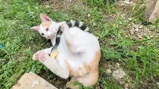 Tiny Kitten Takes On a Rubber Snake in Playful Battle!