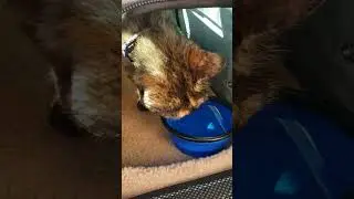 Traveling Kitty Tries Out the Carrier and Bowl for the First Time - So Far So Good! 😻