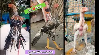 Parrot Beak Long Tail Chicks | 8309240488 | Video 2629 | Rythu Market 2