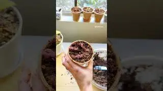 Saving (or trying to) Stagnant Houseplant Seedlings! 🌱 #houseplants #plantcare
